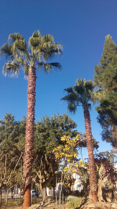Treballs de jardineria i senyalització viària