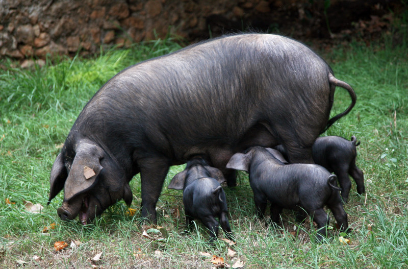 porc negre